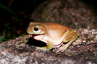 Rainy Night Frogs