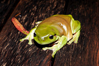 Rainy Night Frogs