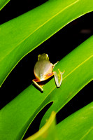 Rainy Night Frogs