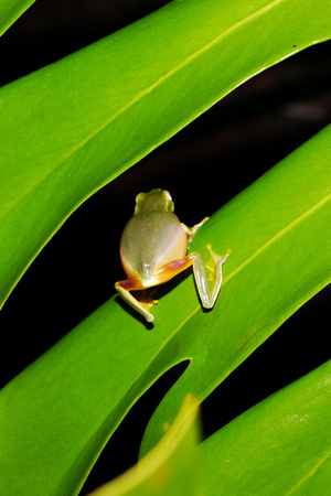 Rainy Night Frogs