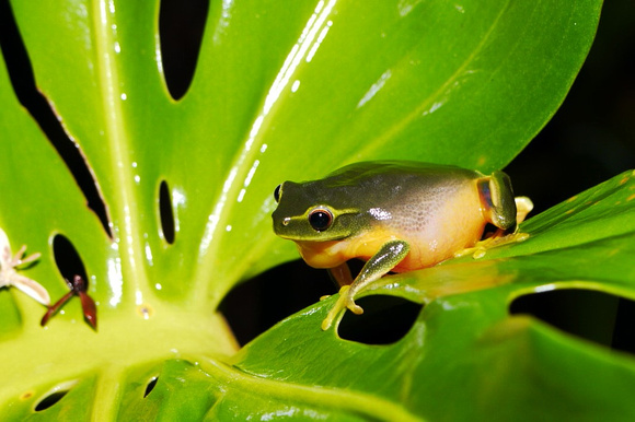 Rainy Night Frogs