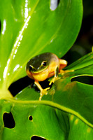 Rainy Night Frogs