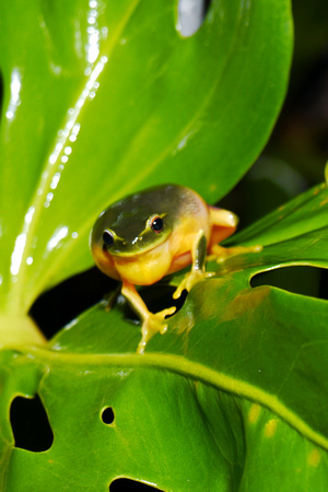 Rainy Night Frogs