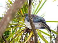 New Zealand Pigeon - Hemiphaga novaeseelandiae novaeseelandiae