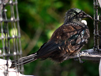 Tui - Prosthemadera novaeseelandiae