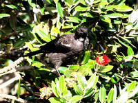 Tui