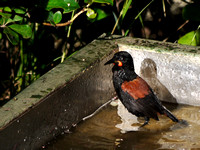 NZ Saddleback - Philesturnus carunculatus rufusater