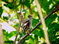 Bellbird - Anthornis melanura melanura
