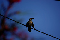 Wattle Bird, fresh from the bath, very wet.