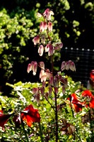 I have no idea, but there were pretty with the sun behind them.