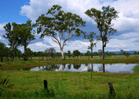 The Waterhole