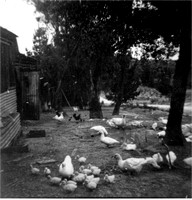 Chook & Duck Sheds, Donvale