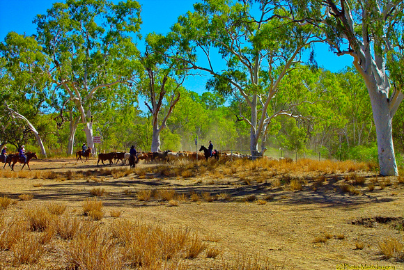 The Roundup. Riversleigh Station, FNQ