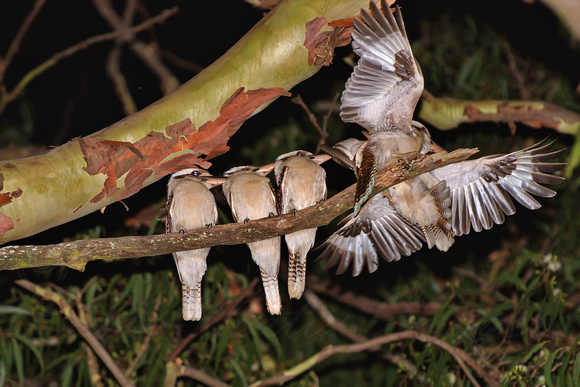 A Disputed Landing, with interested observers.  Blue Wing Kookaburras.