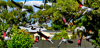 Panic Flight, Galahs...