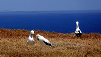 Masked Boobies, discussing... their boobies?