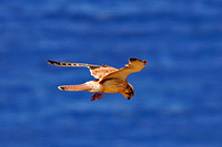 Sparrow Hawk, or Kestrel hunting