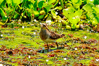 Pectoral Sandpiper