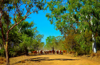 The Drovers, Riversleigh Station, Far North Qld.