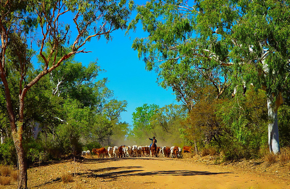 The Drovers, Riversleigh Station, Far North Qld.