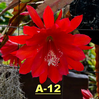 A-12