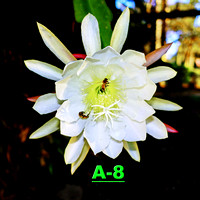 A-8