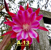 A-13