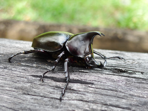 Rhinocerous Beetle