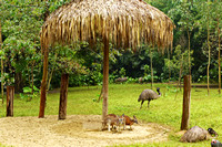 The first animals we saw were, fellow Australians.