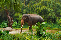 Asian Elephant