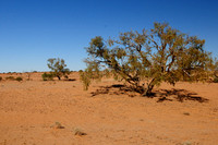 River Gums