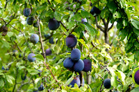 Eger, Hungary - Farms, Fruit and Grapes
