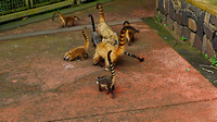 Coati, a Raccoon like animal are common at Iguazu