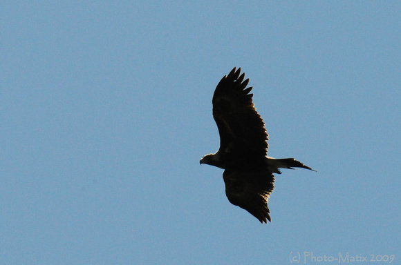 The Wedge Tailed Eagle