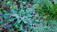 Thistle in the frost.