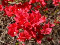 Bouganvillea - Hidden Vale