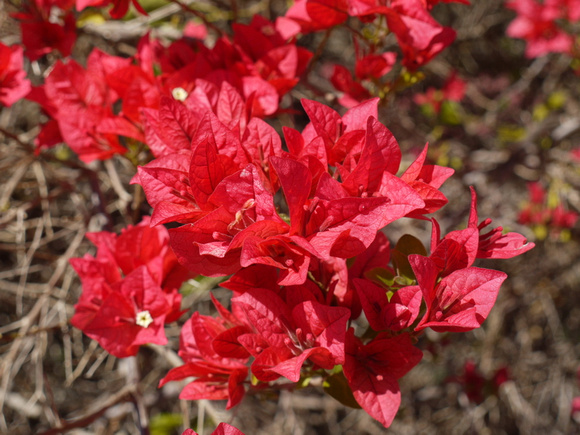Bouganvillea - Hidden Vale