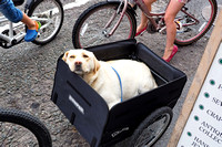 Ah yes, it is a dogs life...