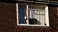 How much is that doggie in the window?