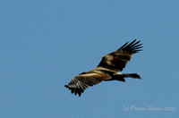 Australian Wedge Tailed Eagle
