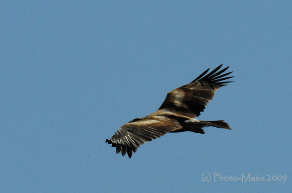 Australian Wedge Tailed Eagle