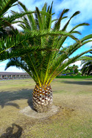 Palm Tree?? Pineapple??