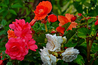 Even More Flowers up to 2025 3