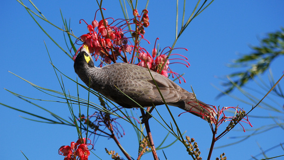 Noisy Miner in Grevillea