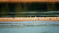 Danube Views